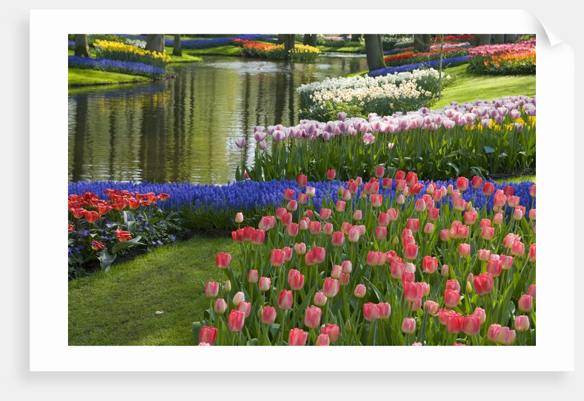 Spring Tulips by Stream by Anonymous