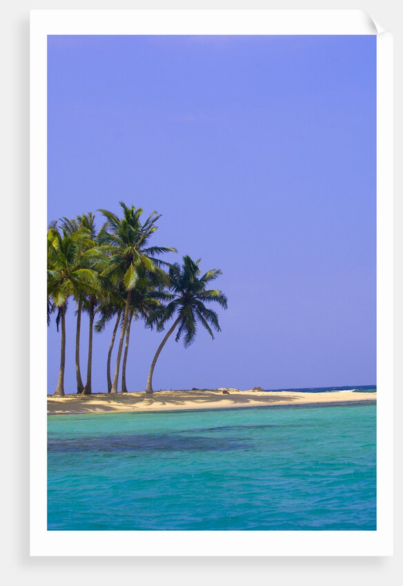 Palm Trees on Pelican Island by Anonymous