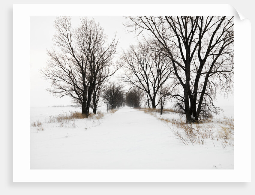 Trees and Drifted Road by Anonymous