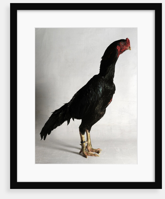 Shamo Cock by Anonymous