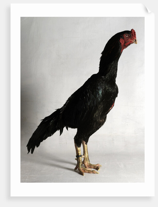 Shamo Cock by Anonymous