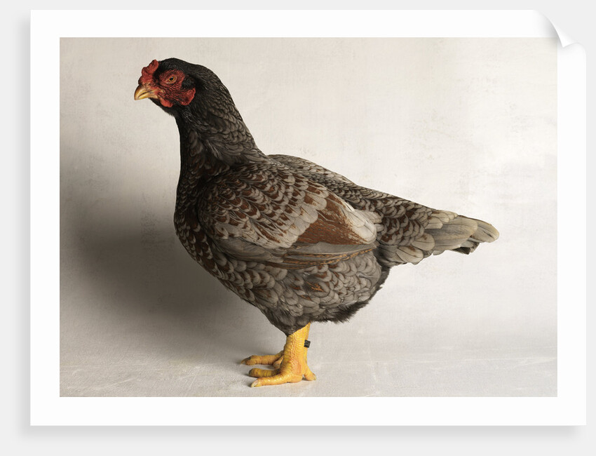 Large Black Laced Indian Game Cock by Anonymous