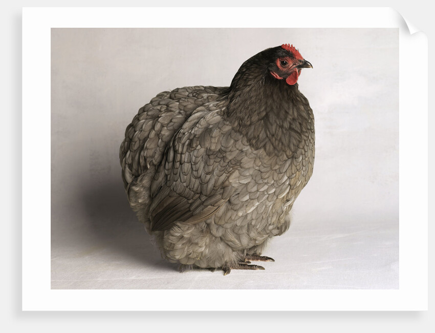 Orpington Blue Bantam by Anonymous