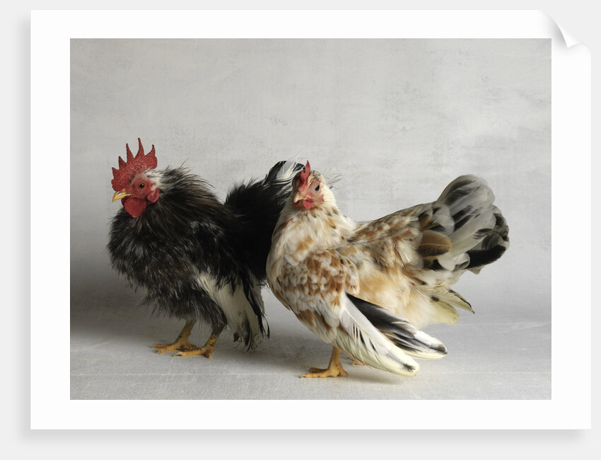 Silkied Serama Cock and Hen by Anonymous