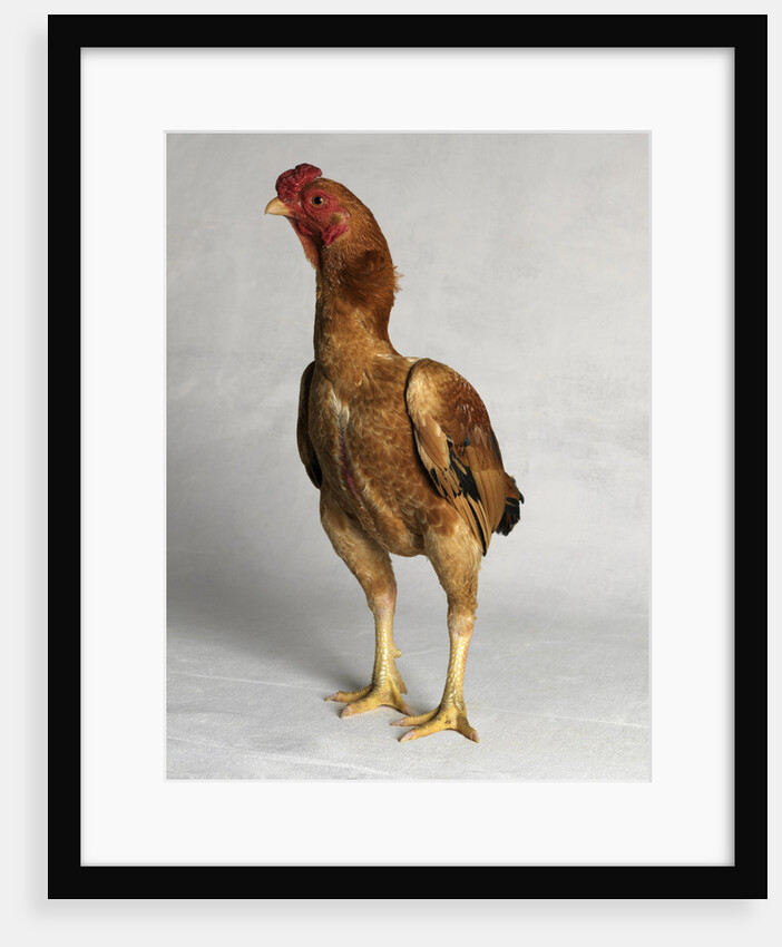 Ko Shamo Bantam Cock by Anonymous
