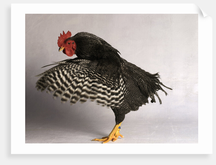 Plymouth Rock Chicken by Anonymous
