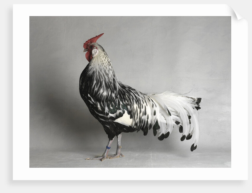 Large Hamburg Silver Spangled Cock by Anonymous