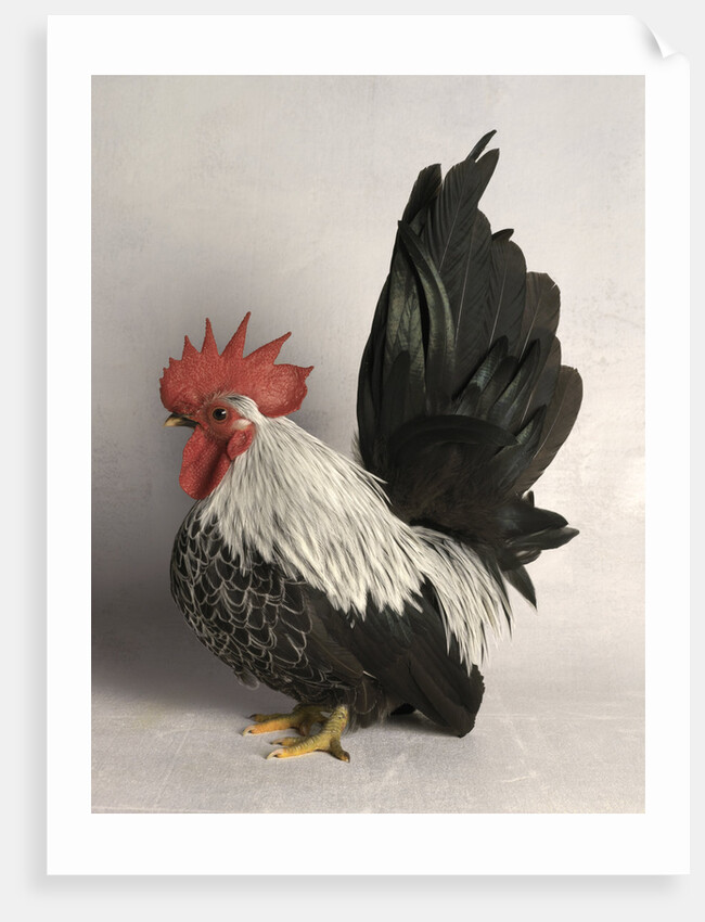 Japanese Bantam Grey Cock by Anonymous