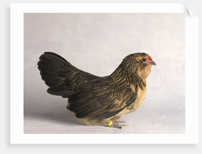 Belgian d'Anver Hen by Anonymous