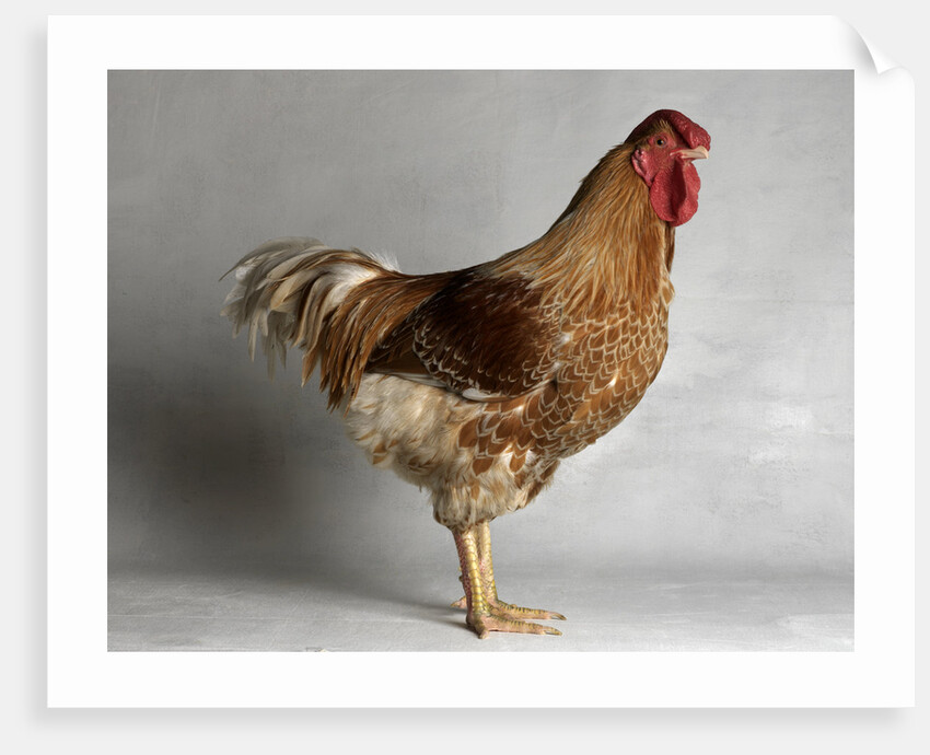 Large Buff Laced Wyandotte Cock by Anonymous