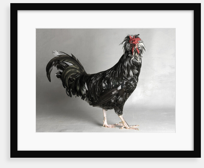Large Houdan Cock by Anonymous