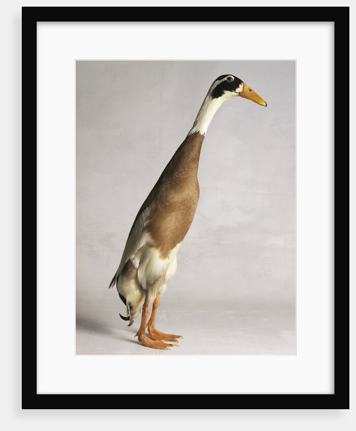 Indian Runner Duck by Anonymous