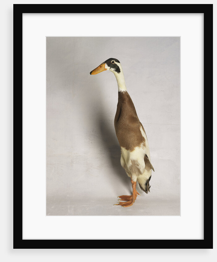 Indian Runner Duck by Anonymous