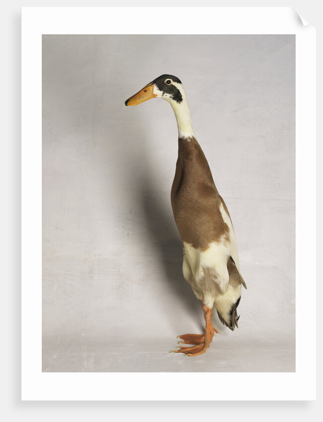 Indian Runner Duck by Anonymous