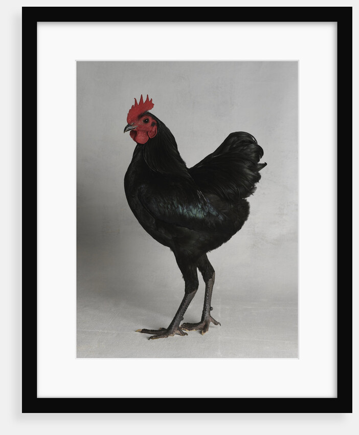 German Langshan Bantam Cock by Anonymous