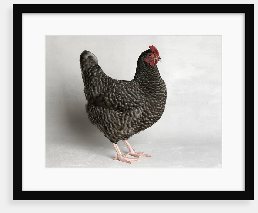 Dark Cuckoo Maran Bantam Hen by Anonymous