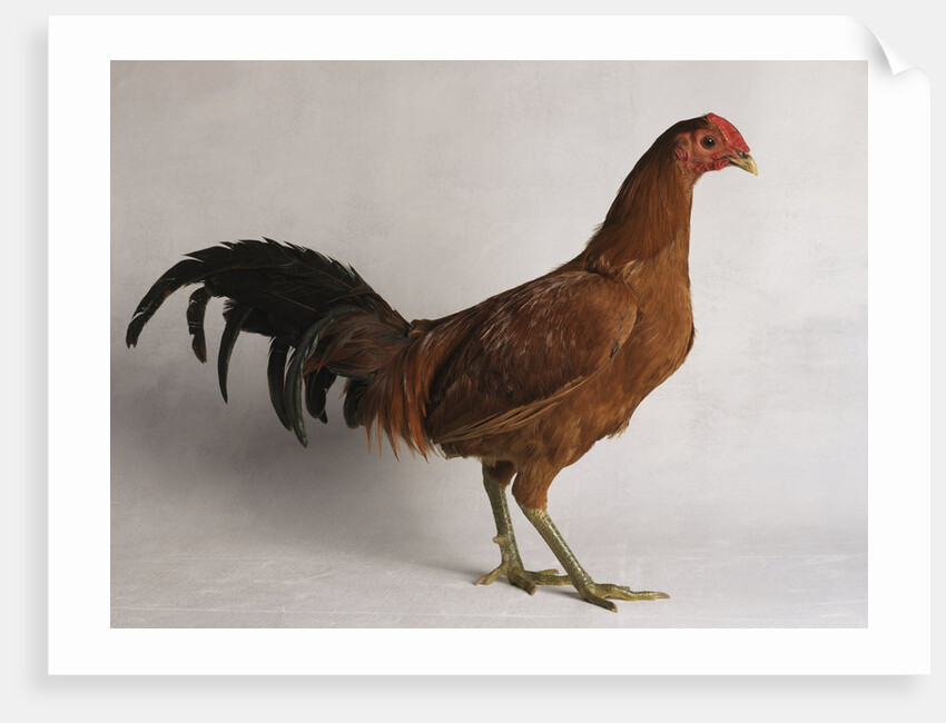 Old English Ginger Cock by Anonymous