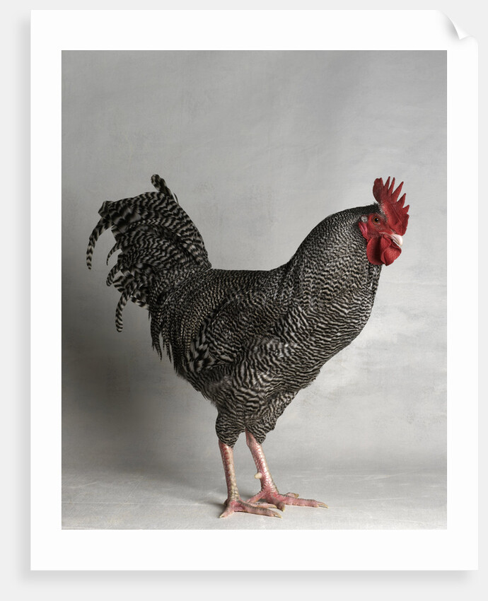 Dark Cuckoo Maran Bantam Cock by Anonymous