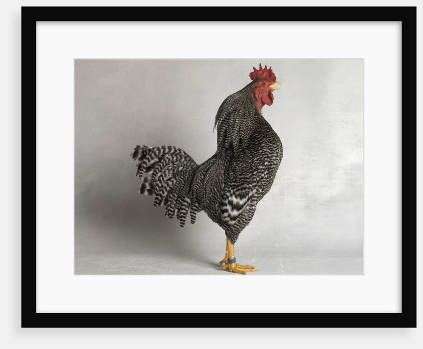 Suffolk Checker Cock by Anonymous