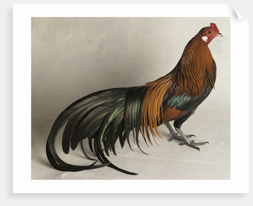 Yokohama Cock by Anonymous