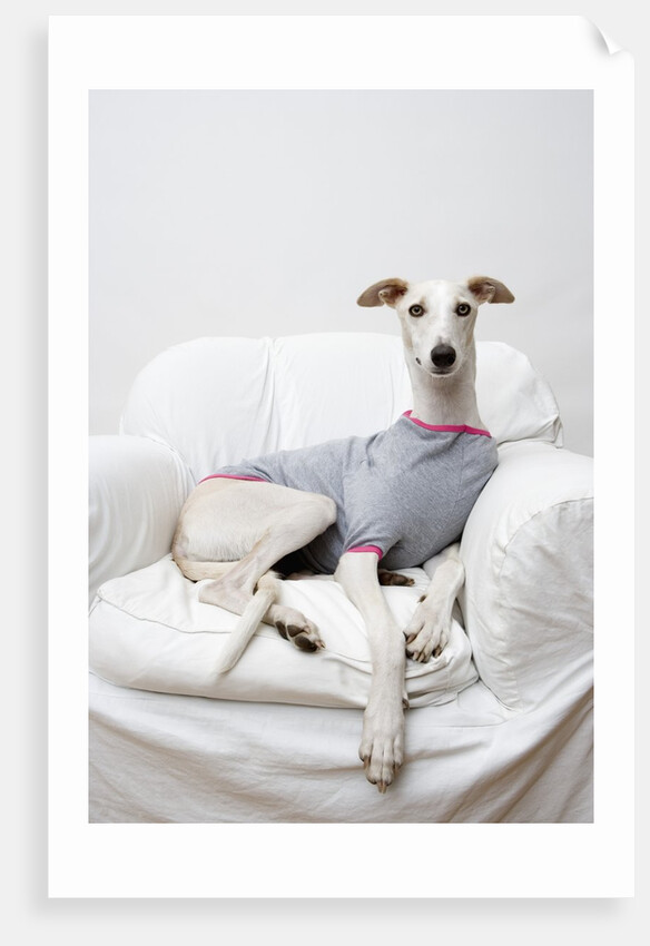 Greyhound Wearing a T-Shirt by Anonymous