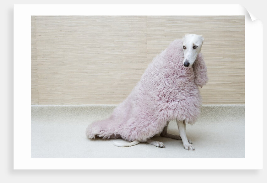 Greyhound Wearing a Pink Rug by Anonymous