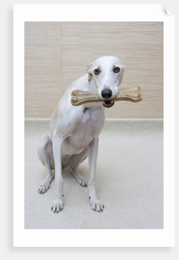 Greyhound with a Bone by Anonymous