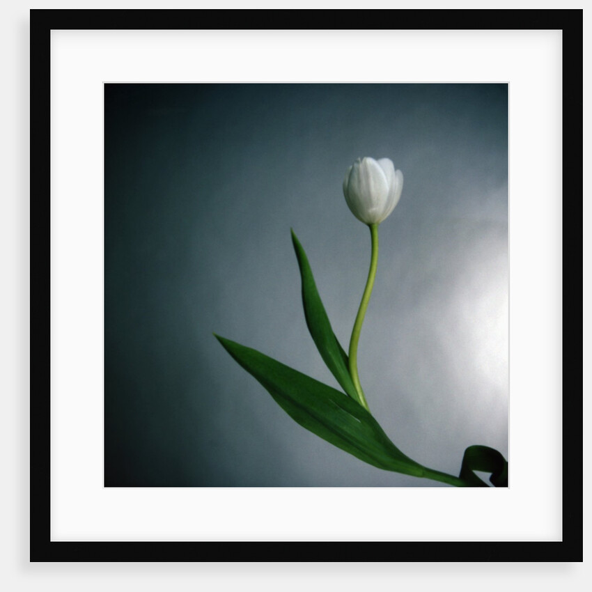 White Tulip by Anonymous