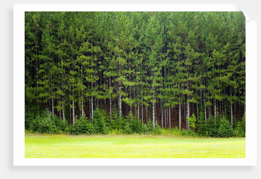 Forest Edge by Anonymous