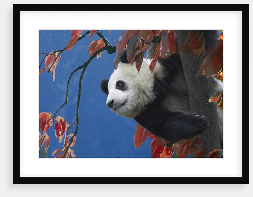 Giant Panda Climbing Tree by Anonymous