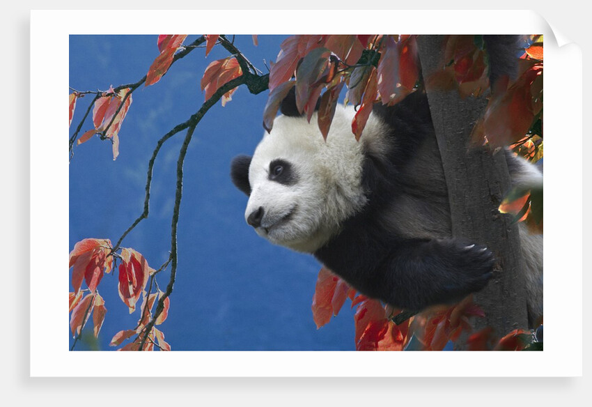 Giant Panda Climbing Tree by Anonymous