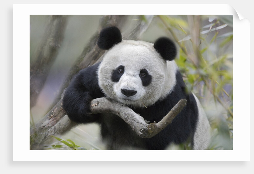 Giant Panda by Anonymous