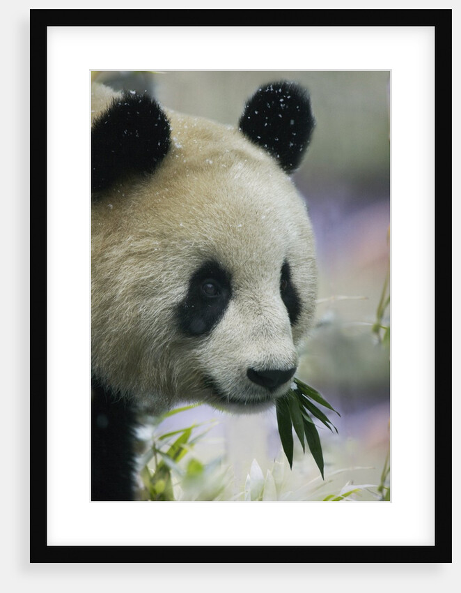 Giant Panda Eating Bamboo Leaves by Anonymous