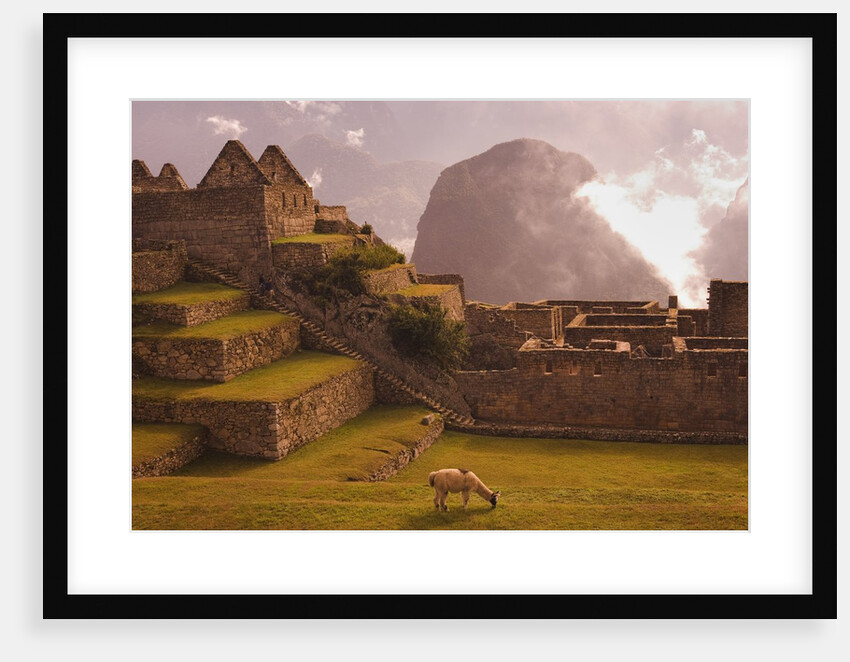 Llama Grazing at Machu Picchu by Anonymous