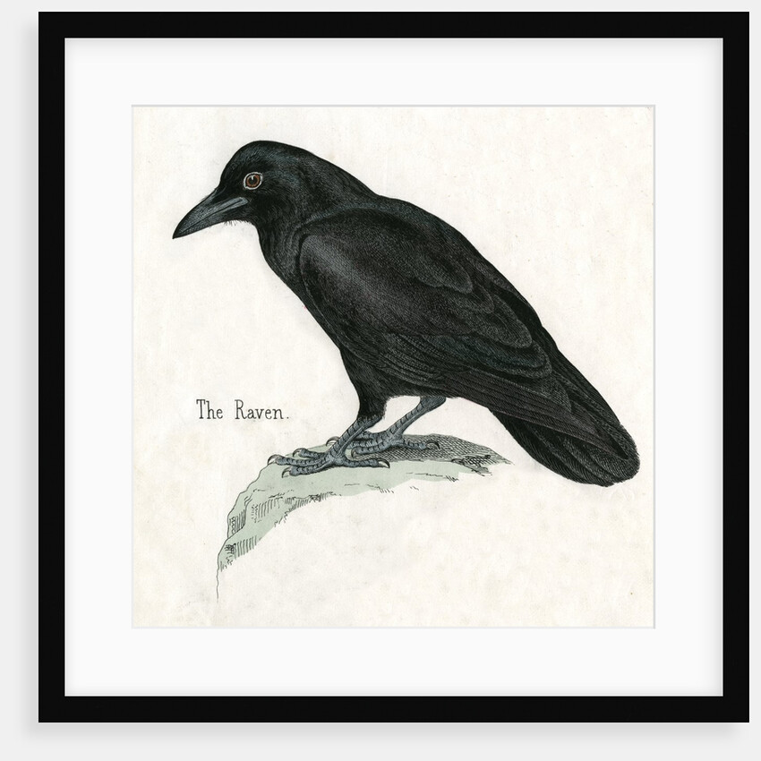The Raven Illustration by Anonymous