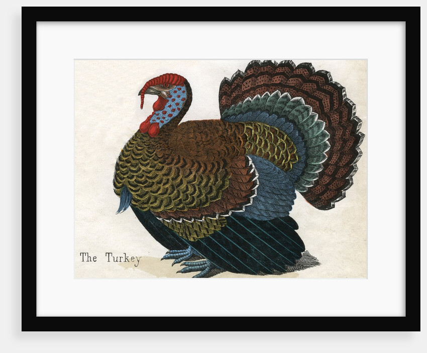 The Turkey Illustration by Anonymous