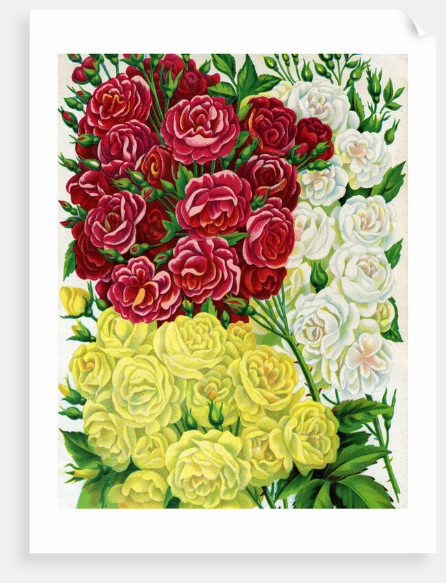 Illustration of Red, White and Yellow Rambling Roses by Anonymous