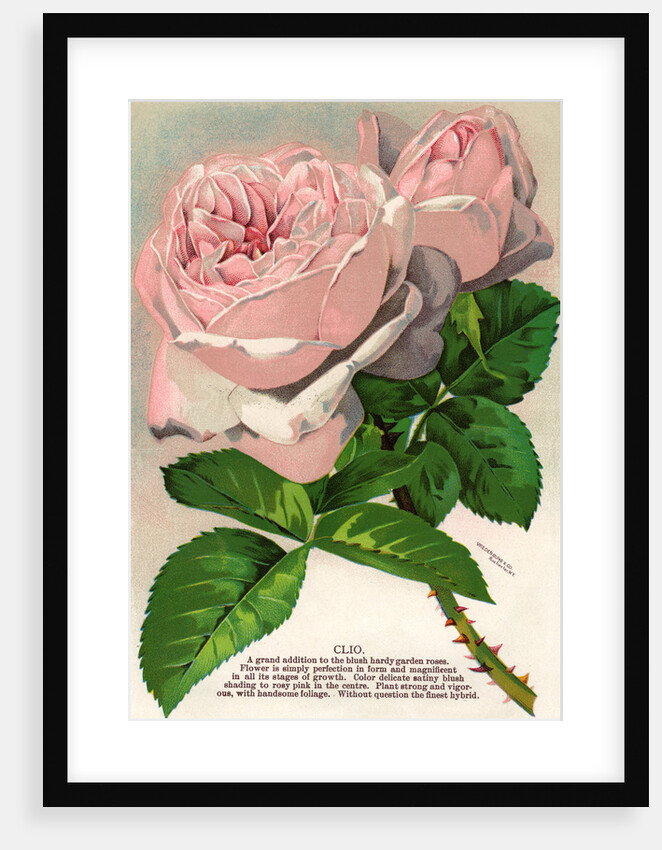 Illustration of Pink Roses by Anonymous
