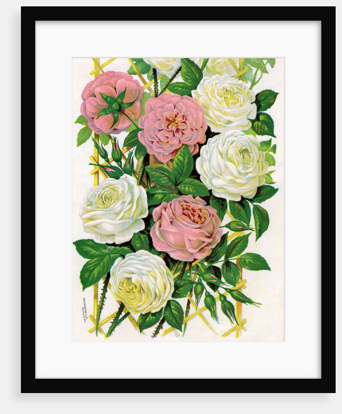 Illustration of Pink and White Climbing Roses by Anonymous