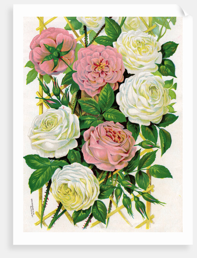 Illustration of Pink and White Climbing Roses by Anonymous