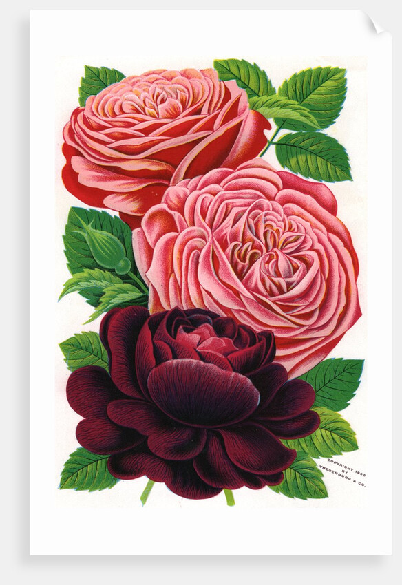 Illustration of Pink and Purple Roses by Anonymous