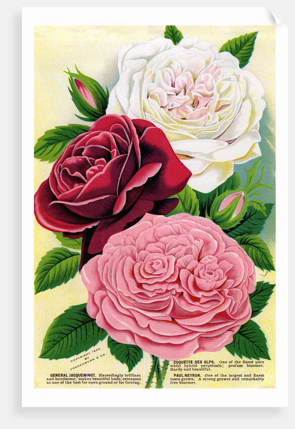 Illustration of Pink, Red and White Roses by Anonymous