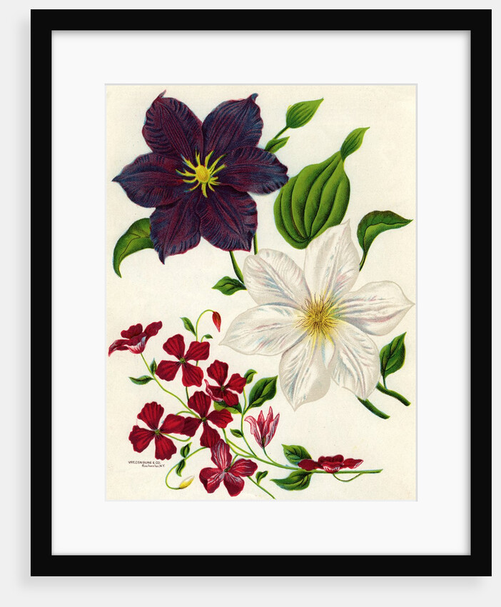 Illustration of White and Purple Clematis by Anonymous