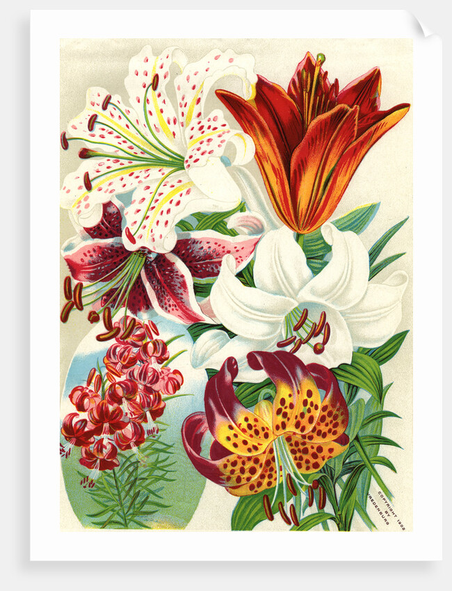 Illustration of Lily Varieties by Anonymous