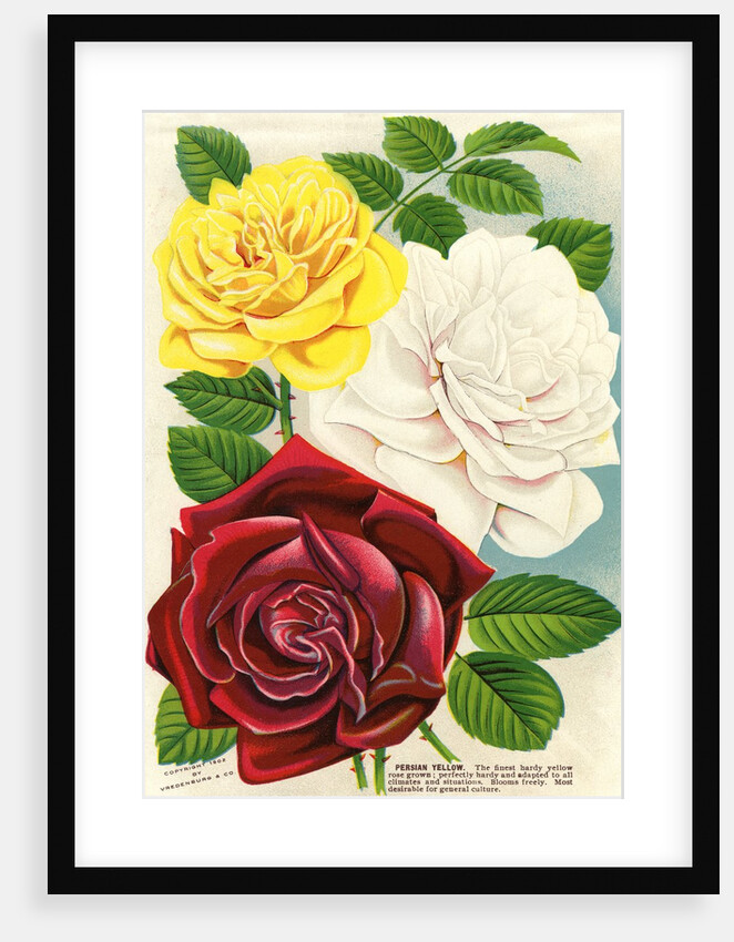 Illustration of Red, White and Yellow Roses by Anonymous