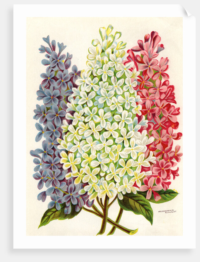 Illustration of Pink, White and Lavender Lilac Blooms by Anonymous