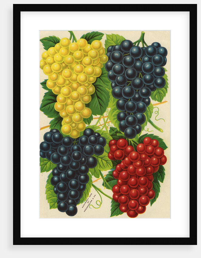 Illustration of Red, Yellow and Purple Grape Clusters by Anonymous