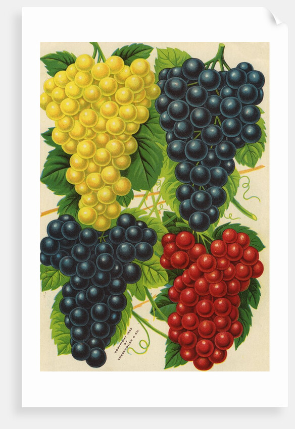 Illustration of Red, Yellow and Purple Grape Clusters by Anonymous