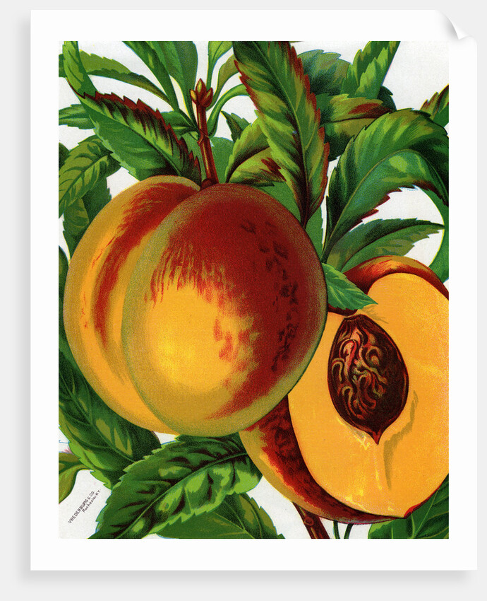 Illustration of Ripe Peaches by Anonymous
