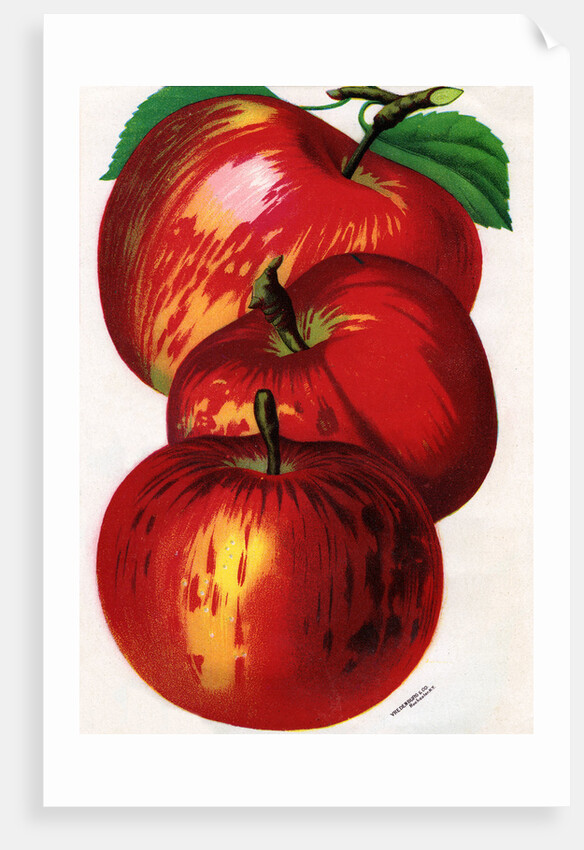 Illustration of Red Apples by Anonymous